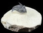Metacanthina (Asteropyge) Trilobite - Great Detail #56547-7